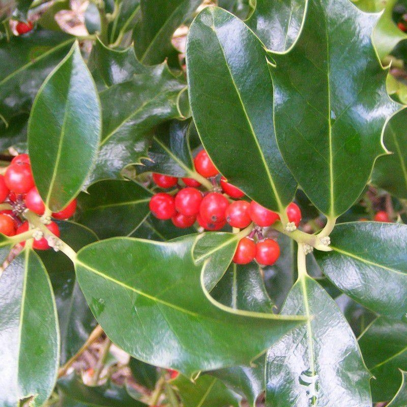 Ilex aquifolium 'Alaska' - Houx autofertile femelle à baies rouges