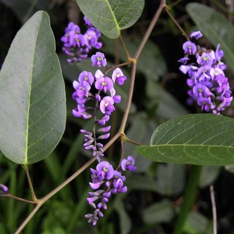 Hardenbergia violacea - Glycine australienne à fleurs mauves