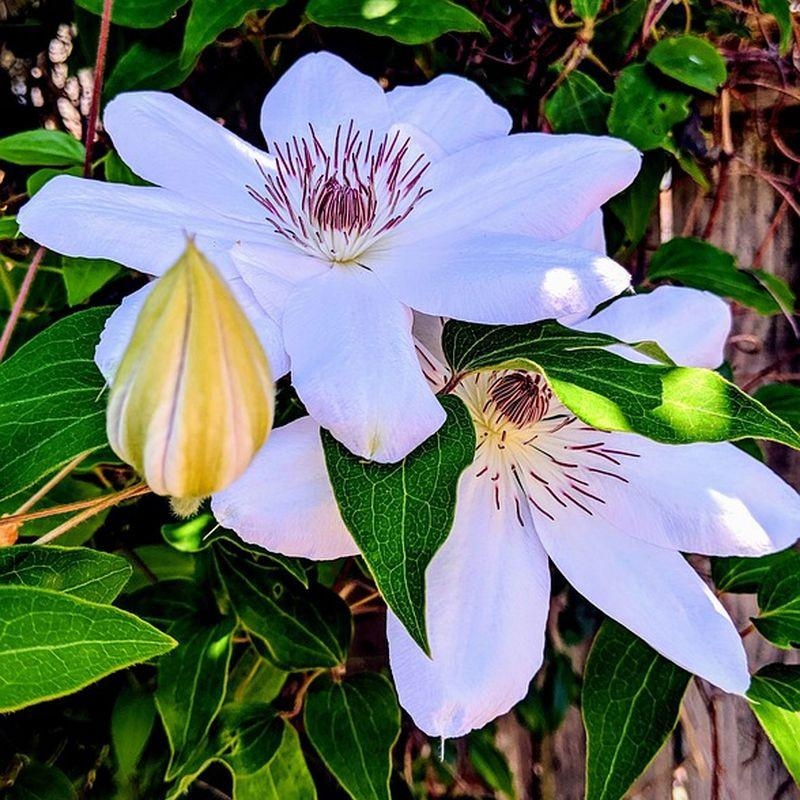Clematis 'Fuyu No Tabi' - Clématite blanc pur