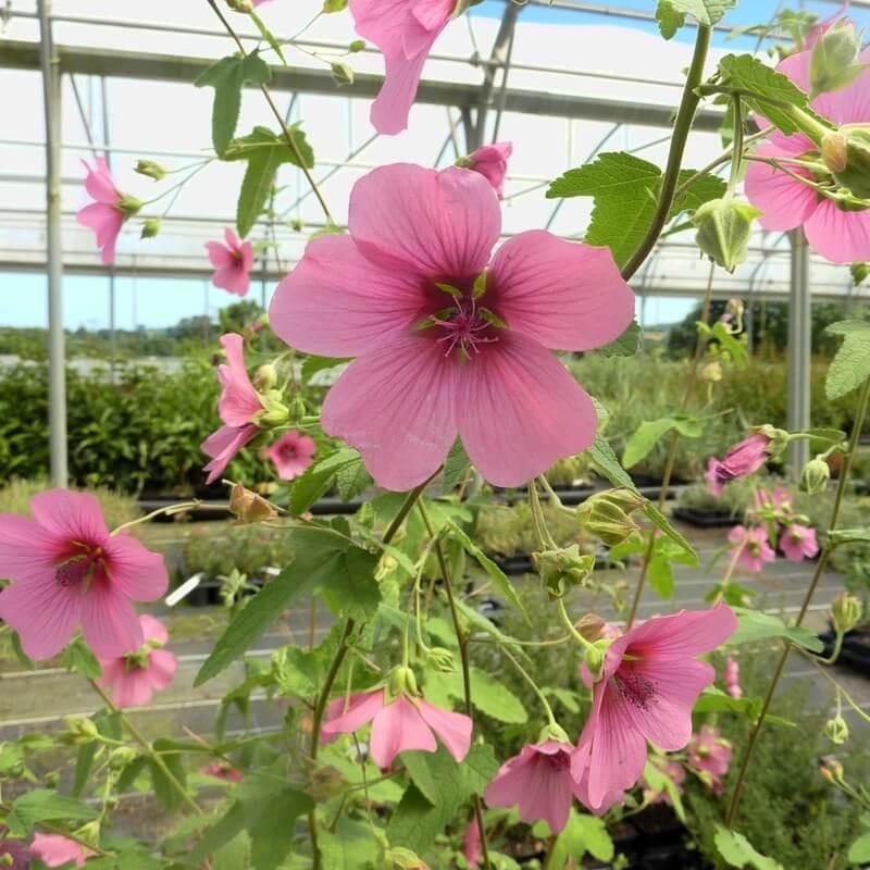 Anisodontea capensis 'El Rayo' - Lavatère Mauve du Cap