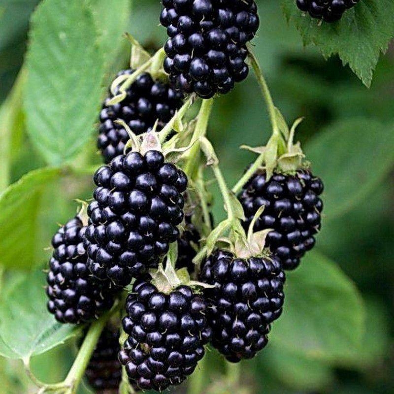 Rubus fruticosus 'Loch Ness’ - Murier grosses mûres noires - Ronce grimpante