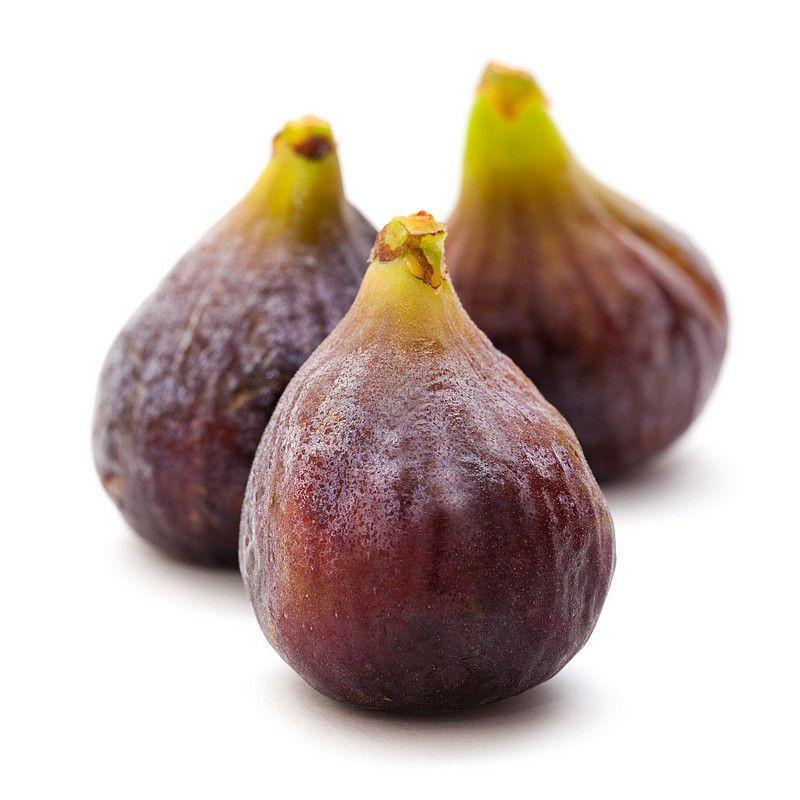Ficus carica 'Violette Dauphine' - Figuier AUTOFERTILE