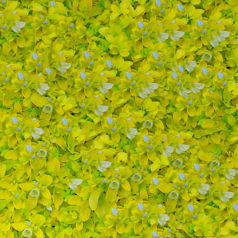 Veronica repens 'Sunshine' - Véronique tapissante dorée