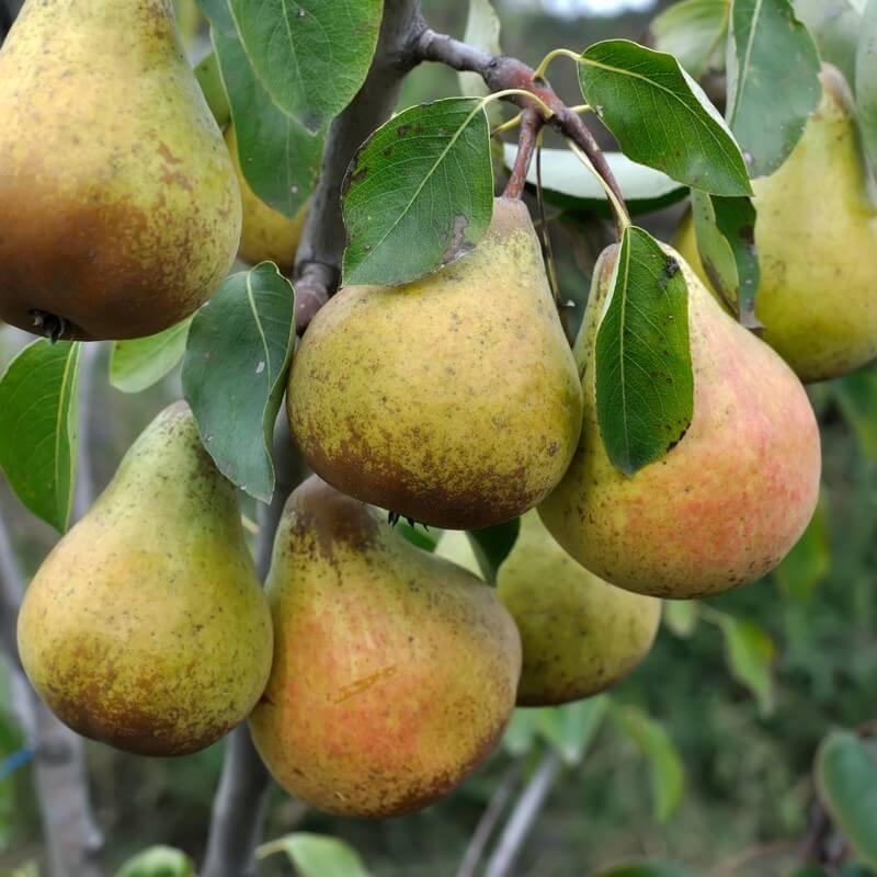 Poirier ancien 'Bon Chrétien d’hiver' - Pyrus communis 'Bon Chrétien d’hiver'