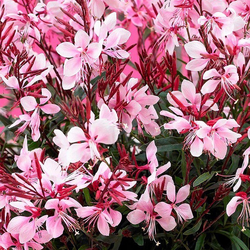 Gaura lindheimeri 'Gaudi Pink' - Gaura compacte rose