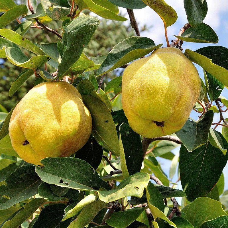 Cognassier poire de Cydonie - Cydonia 'Cydora Robusta'®