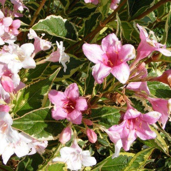Weigelia 'Kosteriana Variegata' - Weigéla panaché rose