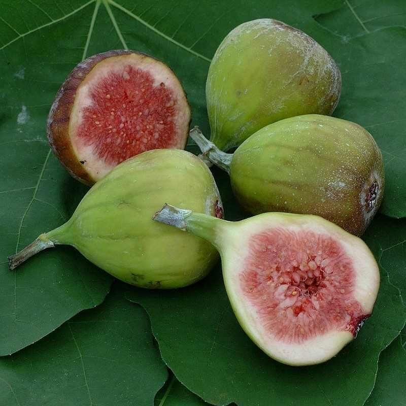Ficus Carica 'Bornholm's Diamant' - Figuier résistant au gel - Figue verte
