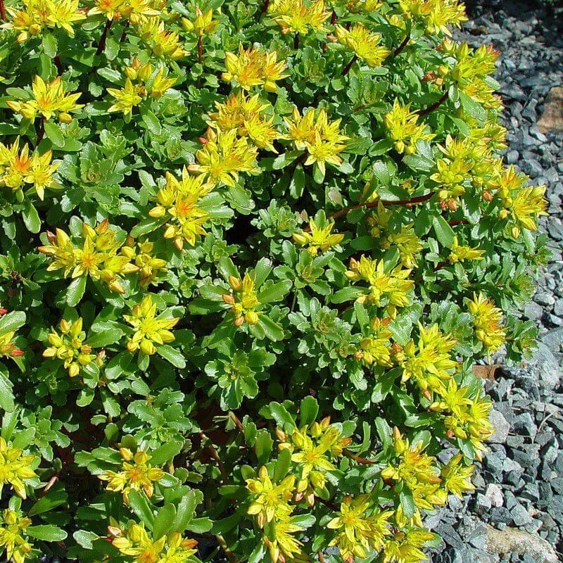 Sedum kamtschaticum - Orpin du Kamtchatica