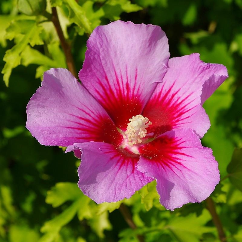 Hibiscus syriacus 'Red - Mauve en arbre rouge