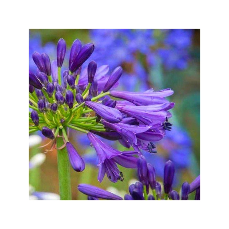 Agapanthus umbellatus 'Purple Delight' - Agapanthe violette d'Afrique
