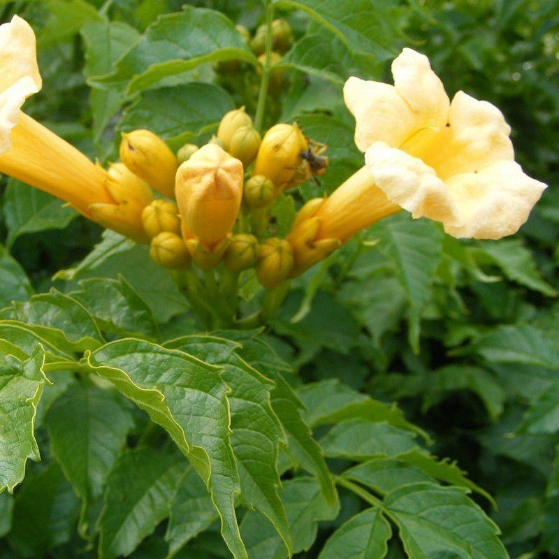 Campsis radicans 'Flava' - Bignone grimpante jaune de Virginie