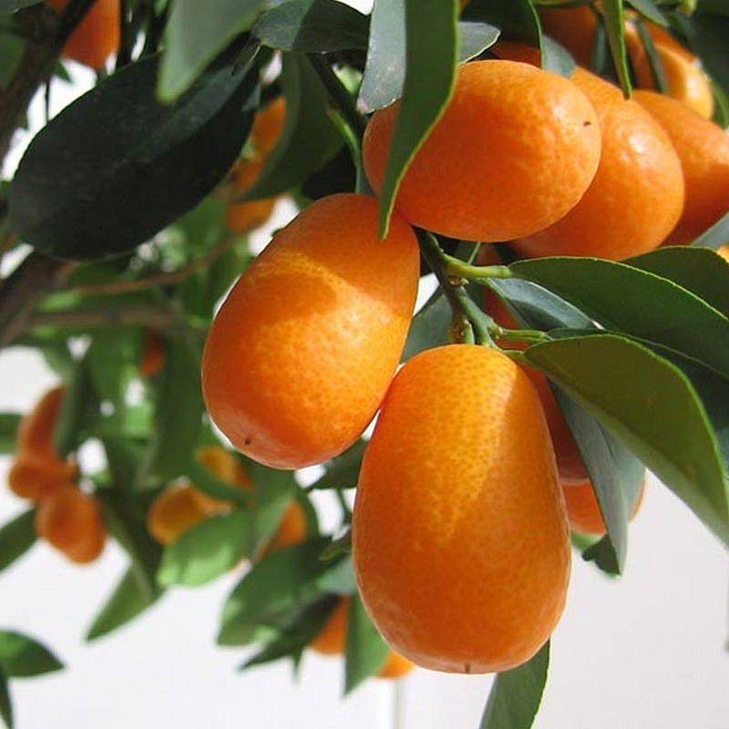 Fortunella margarita - Kumquat ovale - Faux Citrus