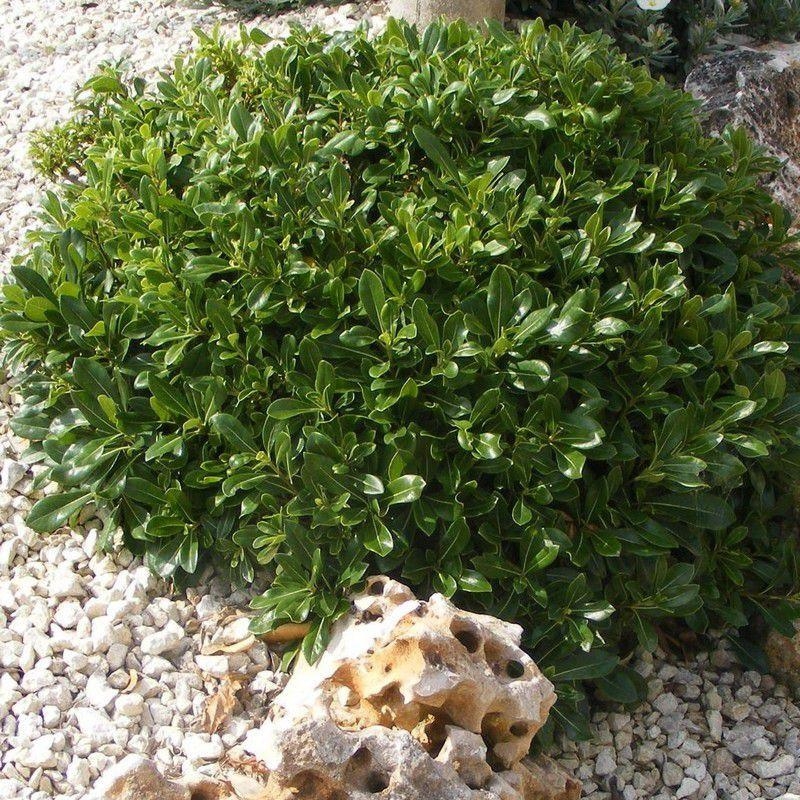 Pittosporum tobira 'Nana' - Pittospore du Japon nain parfumé
