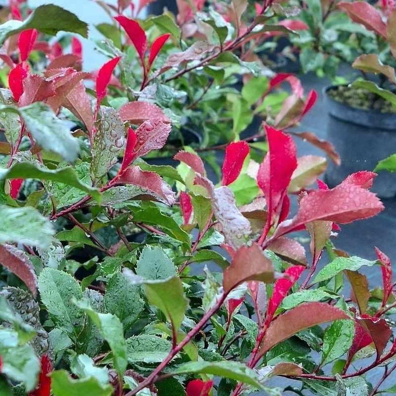 Photinia x fraseri 'Corallina' - Photinia compact