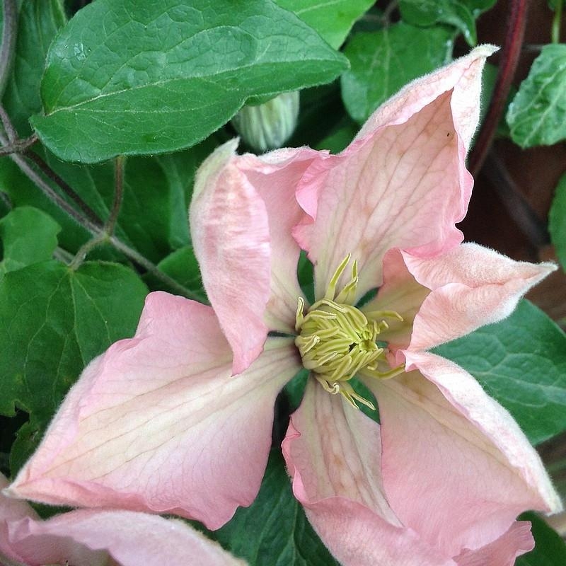Clematis 'Ai Nor' - Clématite rose claire