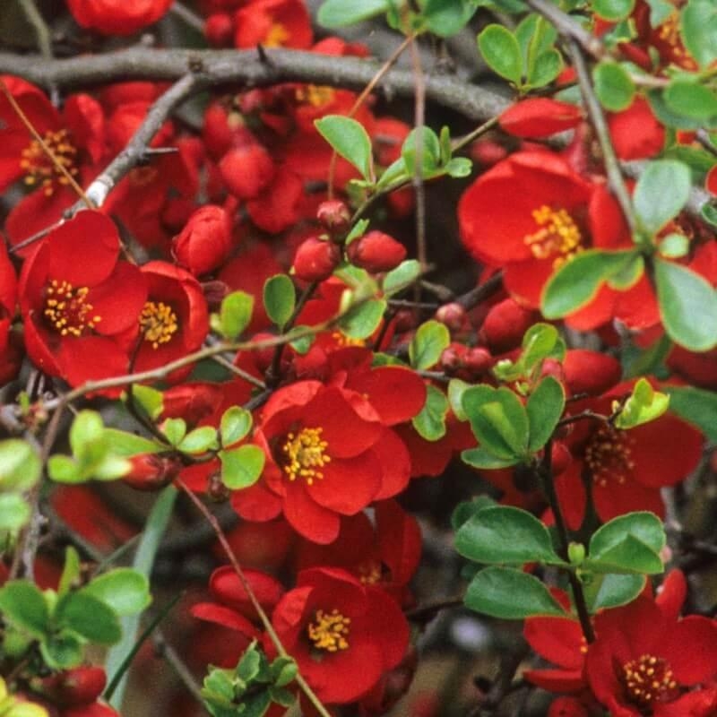 Chaenomeles superba 'Crimson and Gold' - Cognassier du Japon rouge et jaune