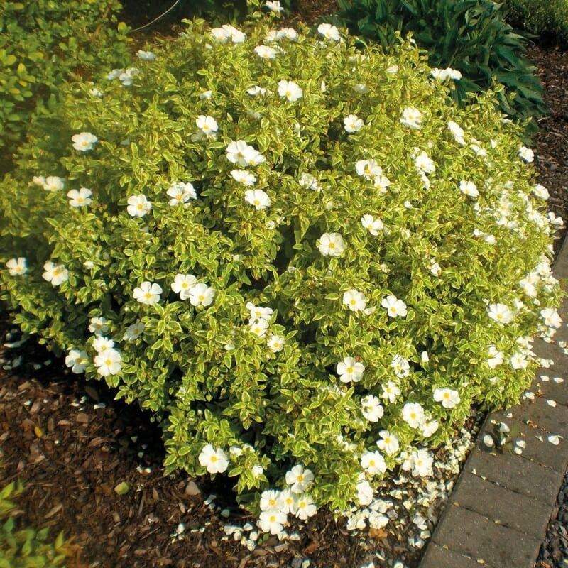 Cistus x corbariensis 'Little Miss Sunshine' - Ciste blanc panaché