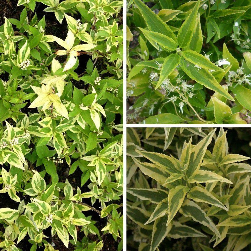 Deutzia gracilis 'Variegata' - Deutzia panaché