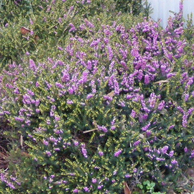 Erica x darleyensis 'Furzey' - Bruyère d'hiver rose