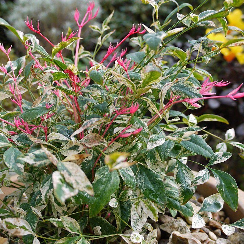 Nandina domestica 'Twilight'® - Bambou sacré panaché sensation