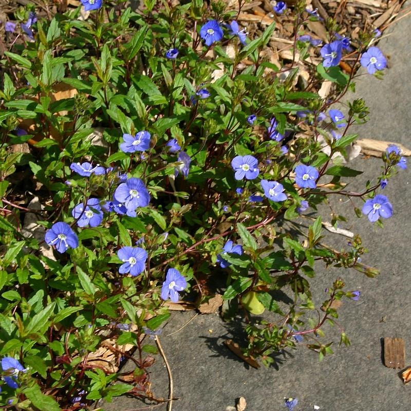 Veronica peduncularis 'Georgia Blue' - Veronique bleue couvre-sol