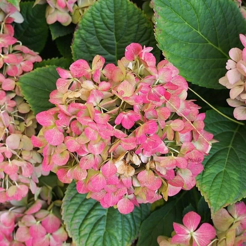 Hydrangea macrophylla 'Freudenstein'- Hortensia compact à boule rose