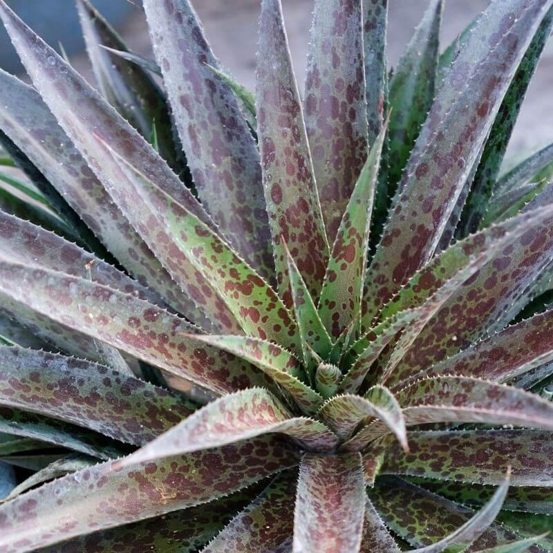 Mangave Mad about Mangave® 'Pineapple Express'