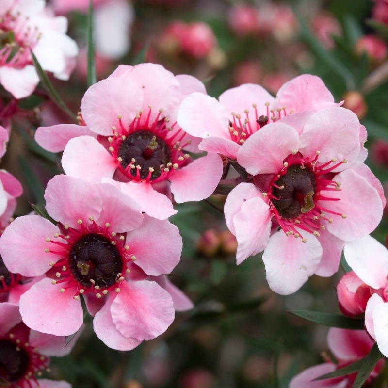 Leptospermum scoparium 'Martinii' - Faux myrtes - Manuka rose