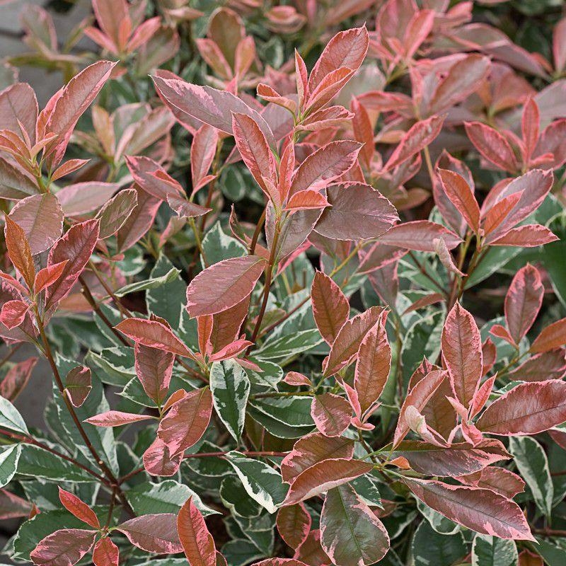 Photinia x fraseri 'Pink Marble'® Cassini - Photinia tricolore