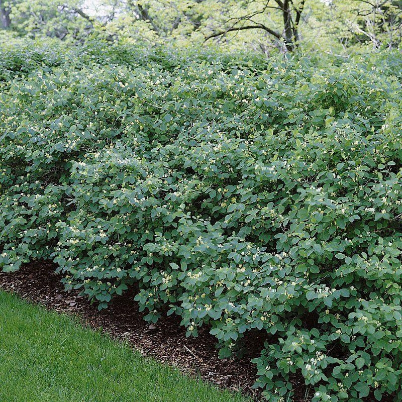 Lonicera xylosteoides 'Clavey's Dwarf' - Chèvrefeuille nain de Clavey