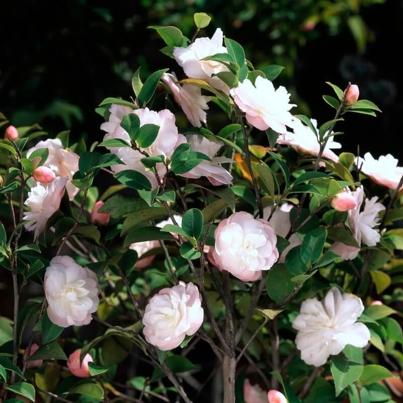 Camellia 'Cinnamon Cindy' * - Camélia à petites fleurs blanches