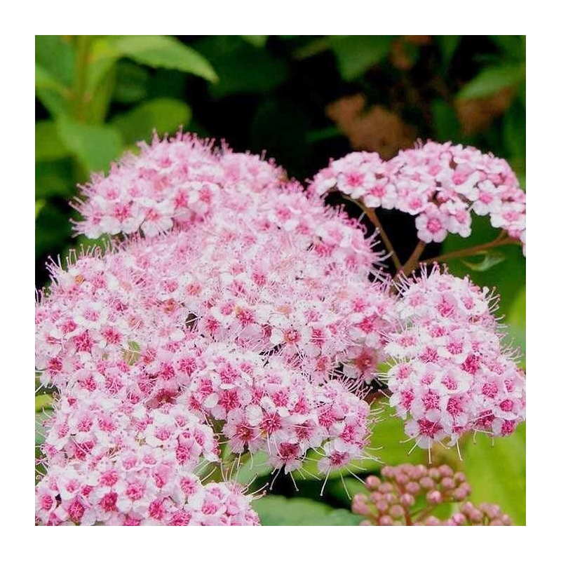 Spiraea japonica 'Sparkling Champagne'® - Spirée du Japon rose