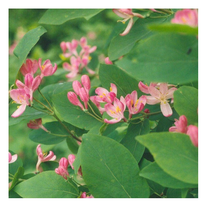 Lonicera tatarica 'Arnold Red' - Chèvrefeuille de Tartarie à baies rouges