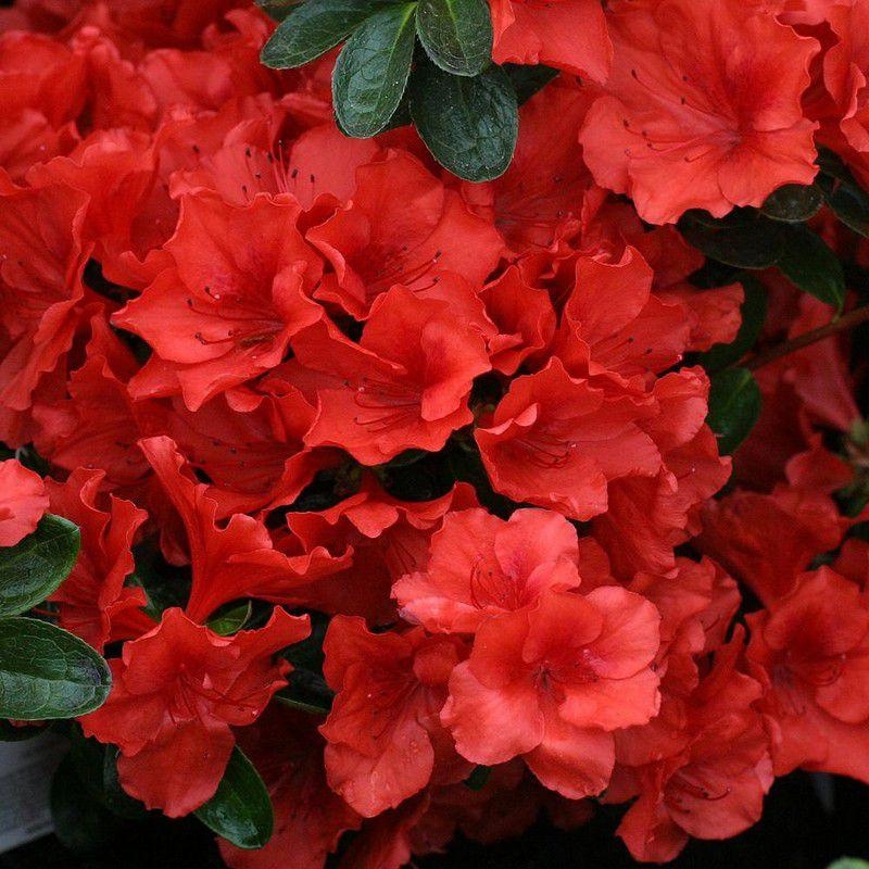 Azalea japonica 'Santa Maria' * - Azalée japonaise persistante rouge
