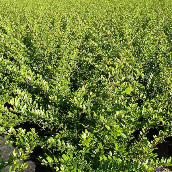 Lonicera pileata - Chèvrefeuille à cupule