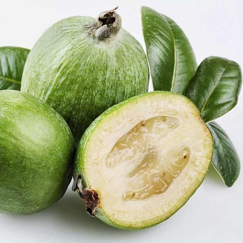 Feijoa sellowiana 'Unique' - Goyavier du Brésil autofertile - Goyave ananas