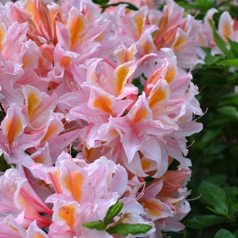 Rhododendron - Azalea 'Pompadour' * - Azalée de Chine caduque rose-jaune