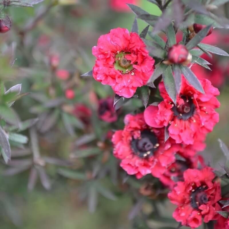 Leptospermum scoparium 'Wiki Kerry' - Manuka rouge compact