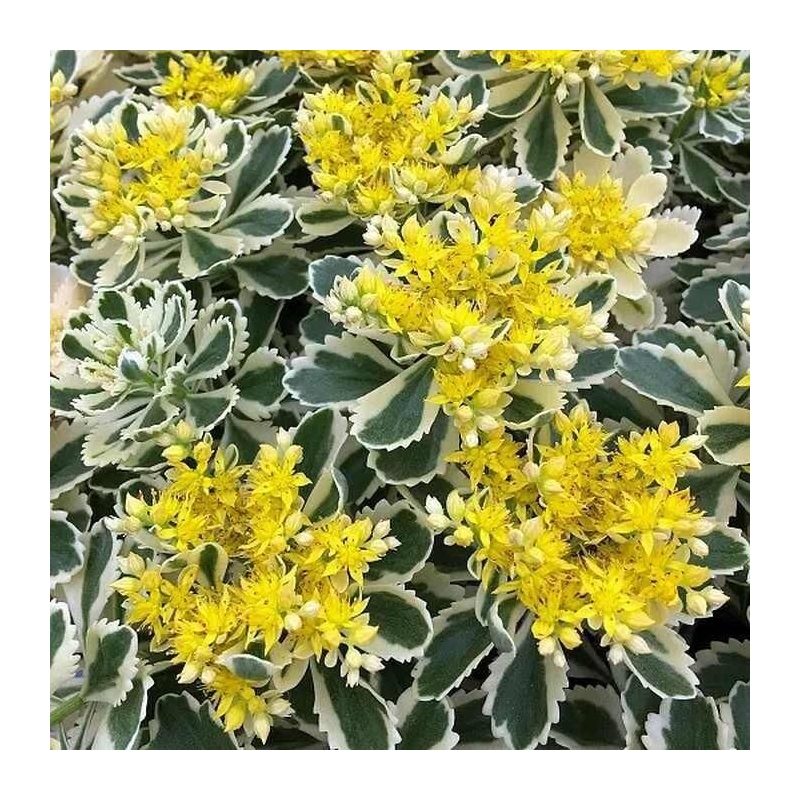 Sedum takesimense 'Atlantis'® - Orpin panaché à fleurs jaunes