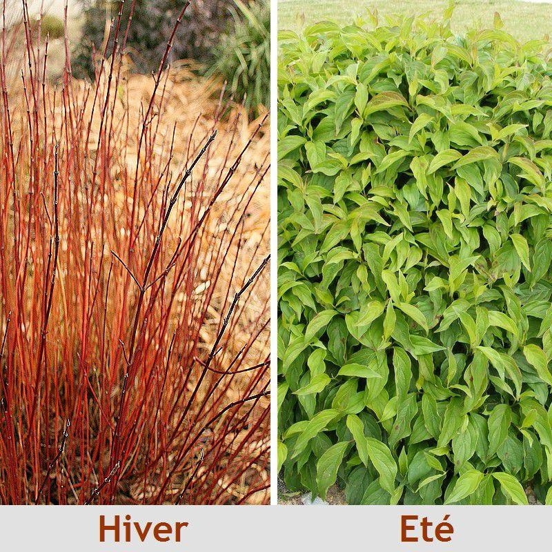 Cornus sericea 'Kelsey' - Cornouiller nain à bois rouge