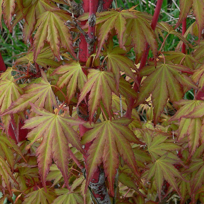 Acer palmatum 'Senkaki' - Erable du Japon Sango Kaku issu de GREFFE