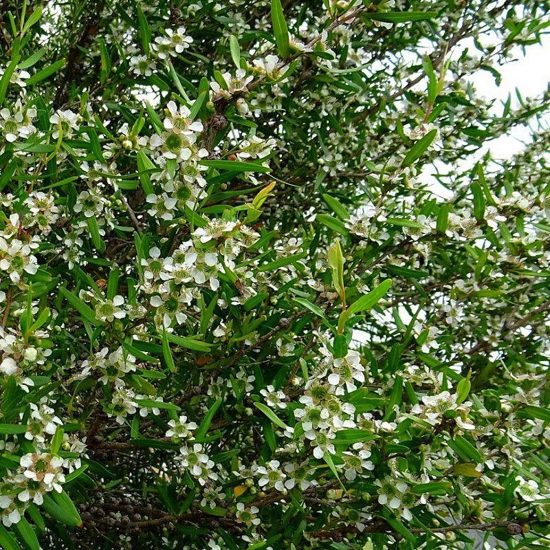 Leptospermum macrocarpum 'Copper Sheen' - Faux myrtes jaune - Arbre à thé Australien