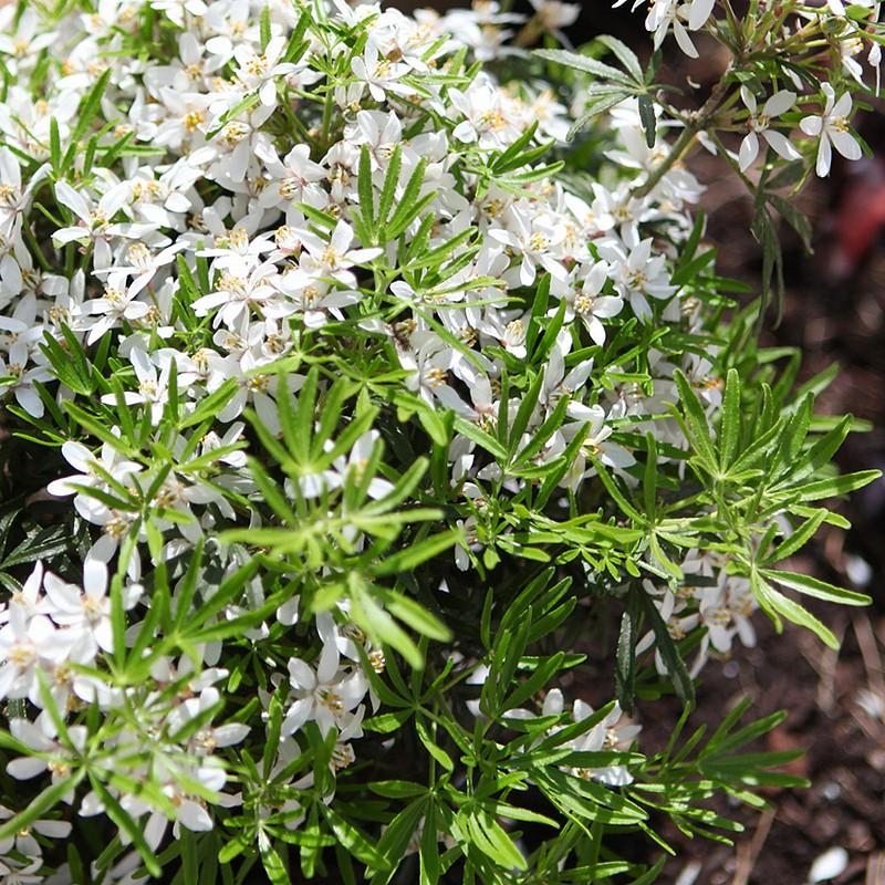 Choisya ternata 'White Dazzler'® - Oranger du Mexique compact
