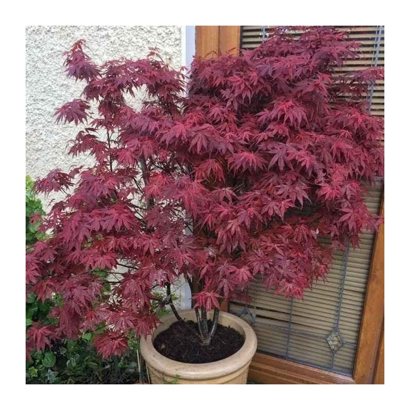 Acer palmatum 'Skeeter's Broom' - Erable du Japon rouge pour culture en pot