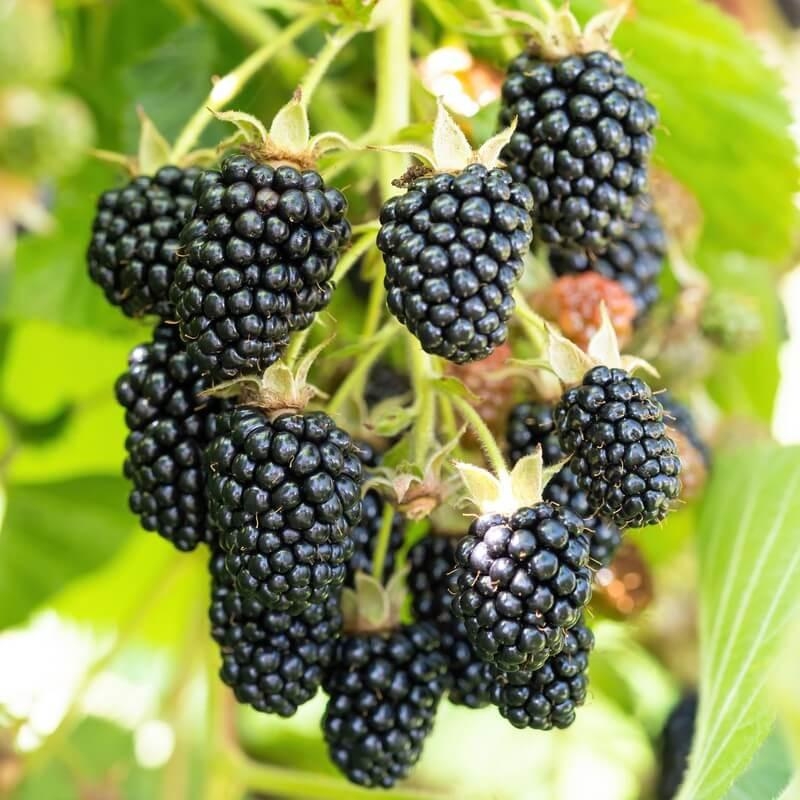 Rubus fruticosus 'Oregon' – Mûrier ronce sans épines