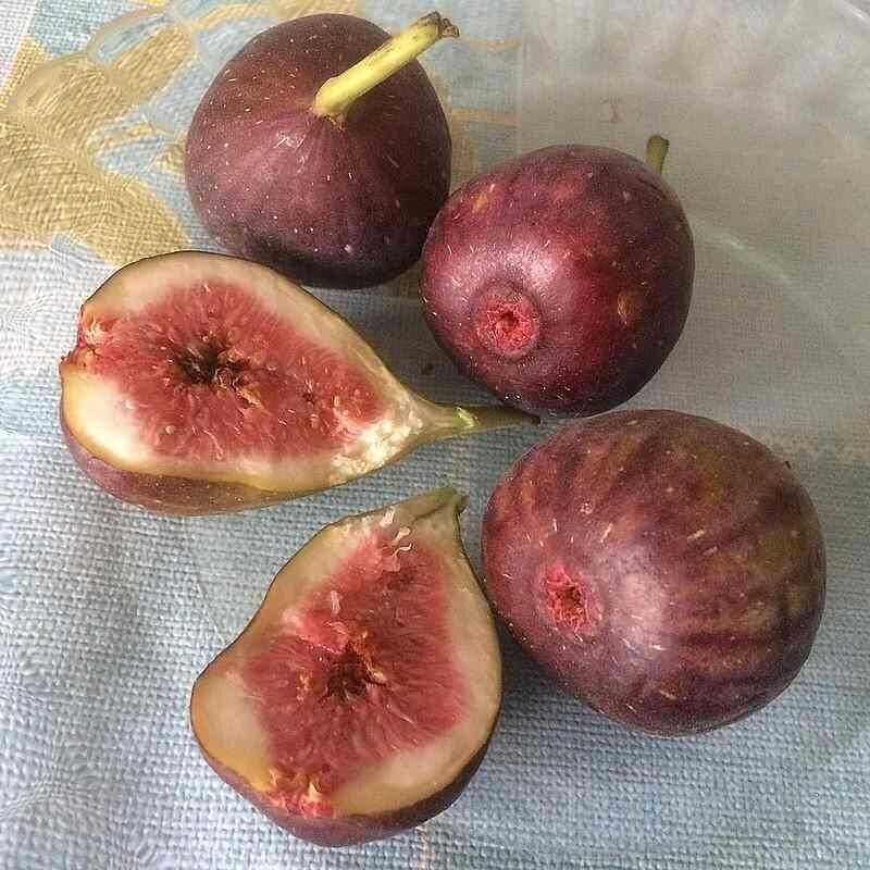 Ficus carica 'Brown Turkey' - Figuier rustique - Figue de Turquie
