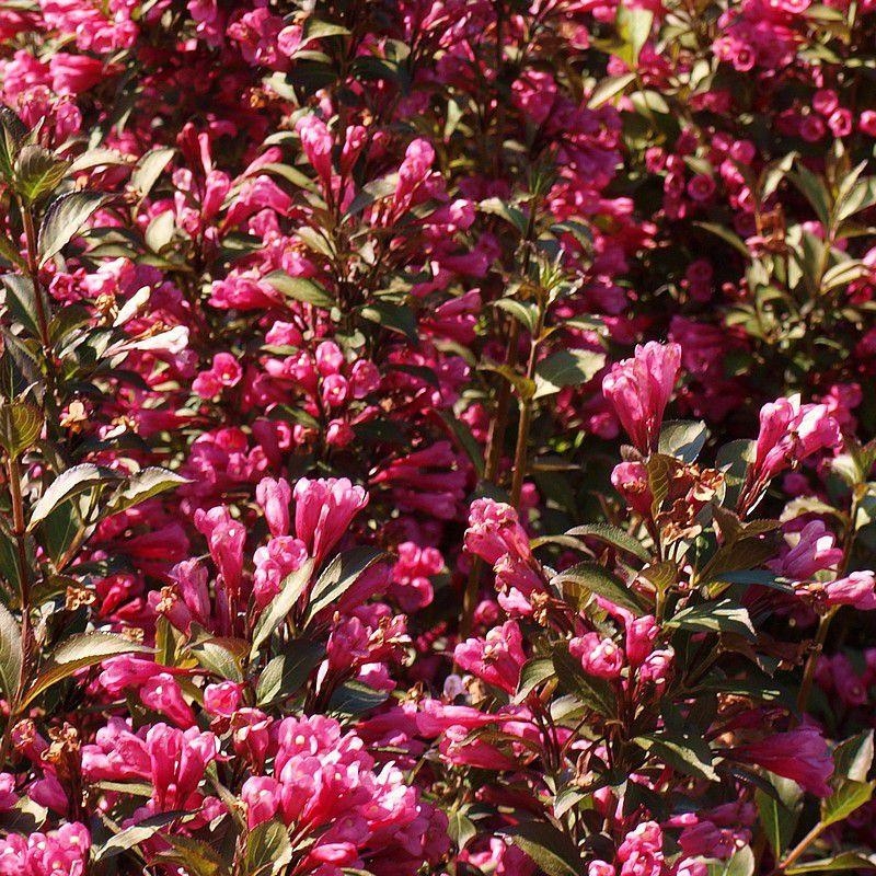 Weigelia florida 'Victoria' - Weigéla nain rouge et pourpre