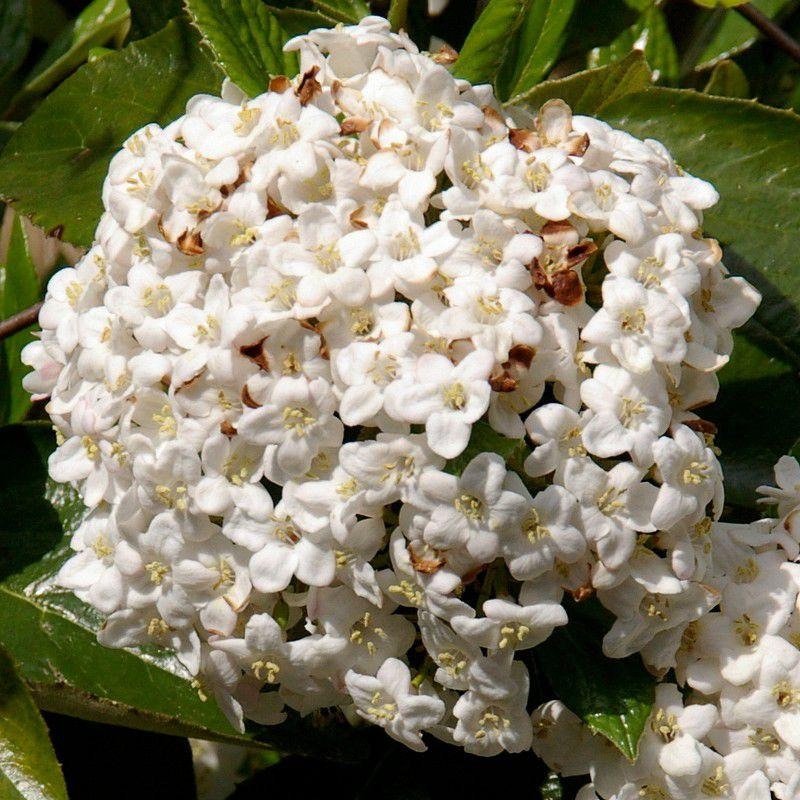 Viburnum burkwoodii * - Viorne de Burkwood