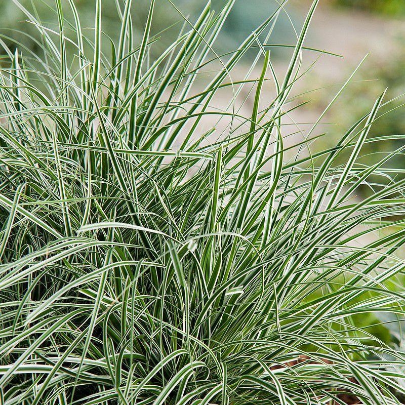 Carex oshimensis 'Everest' - Laiche panachée blanc